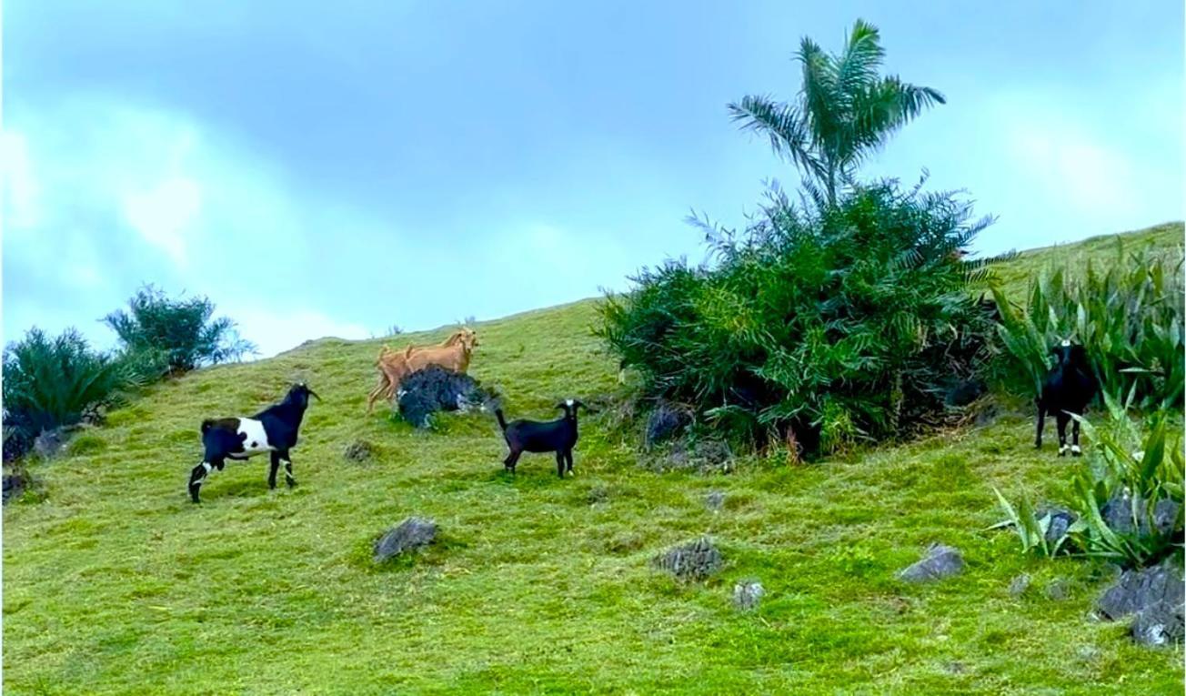 Las Galeras Village Ecolodge מראה חיצוני תמונה